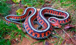 Serpientes más venenosas