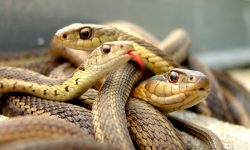Taxonomía de las serpientes