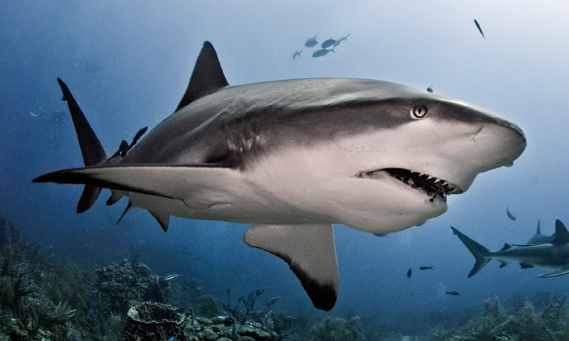 Taxonomía de los tiburones