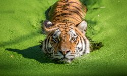 Taxonomía de los tigres