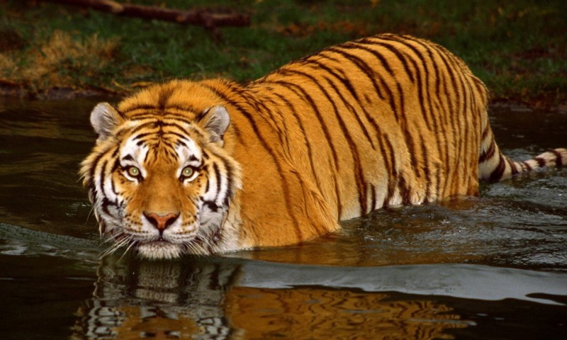 TIGRE DE BENGALA Caracter sticas Qu Come D nde Vive TIGRE DE BENGALA Caracter sticas Qu Come D nde Vive
