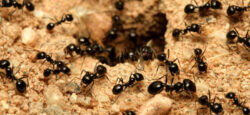 Trucos caseros para ahuyentar a las hormigas de forma natural
