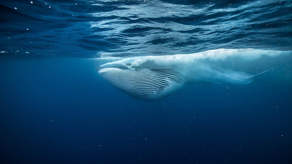 Animales grandes: Ballena azul