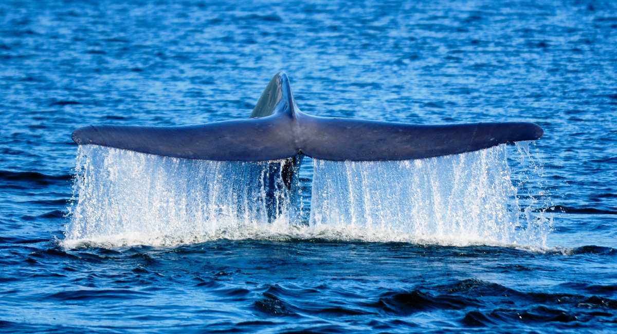 Aleta de la ballena azul