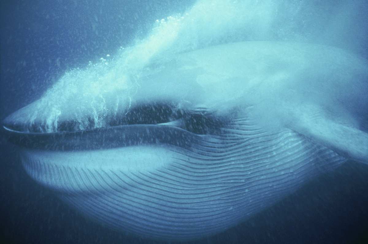 Ballena azul comiendo