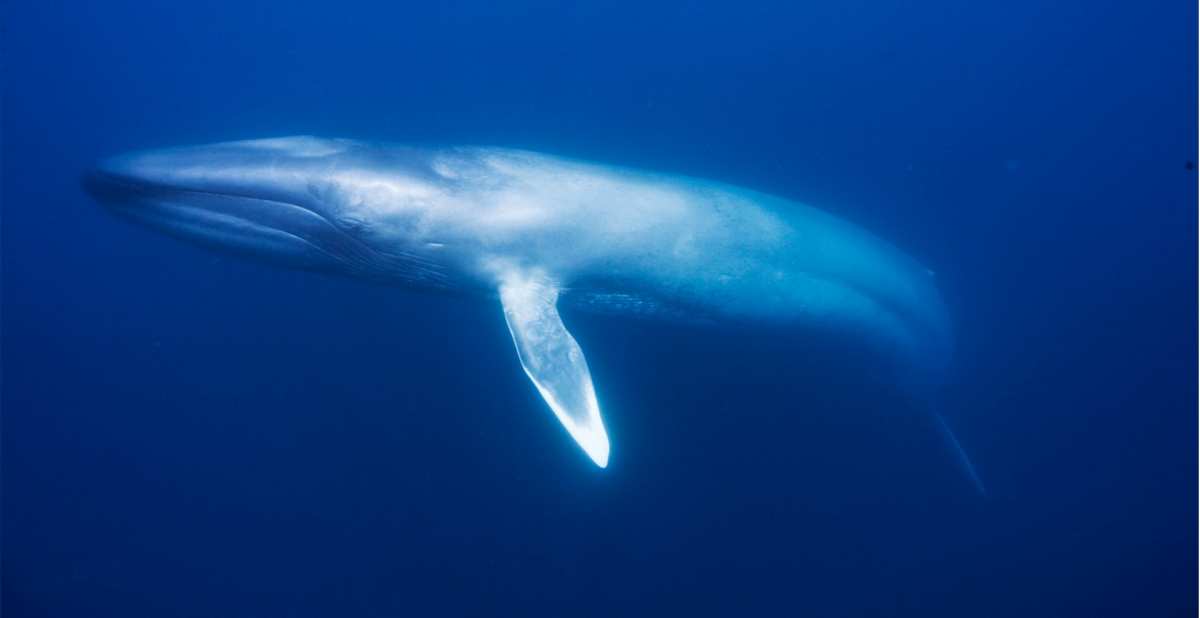 Ballena azul en peligro de extinción