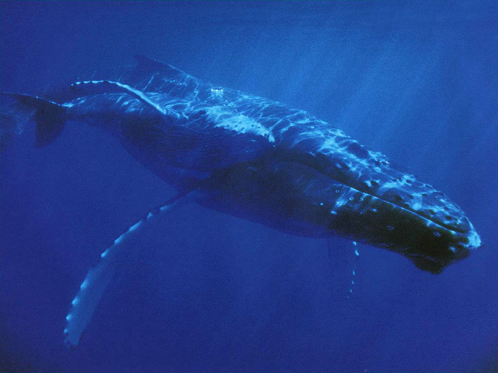 Ballena azul nadando