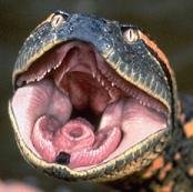 Foto de la boca de una anaconda