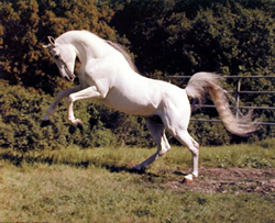 Los mitos del caballo blanco