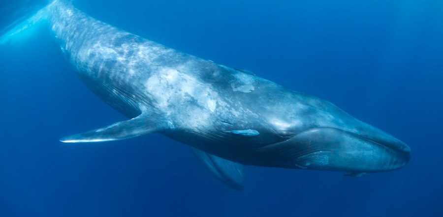 Curiosidades sobre la ballena azul