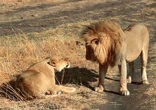 Foto de león y leona