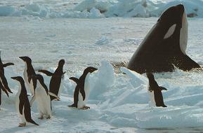 Orca y pingüinos