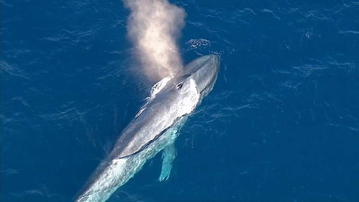 Fotos de la ballena azul