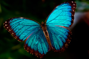 Fotos de las mariposas Morpho azules