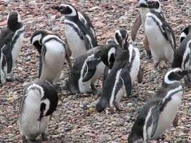 Fotos de pingüinos magallanes