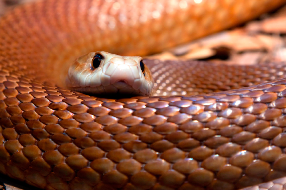Fotos de la serpiente taipan