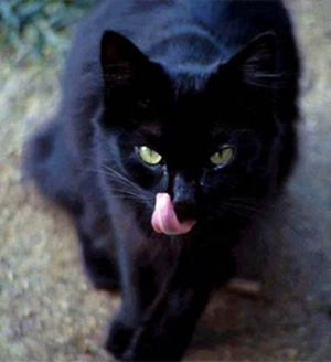 Gatos negros