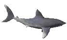 Gifs animados de animales: tiburones