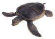 Gifs de tortugas
