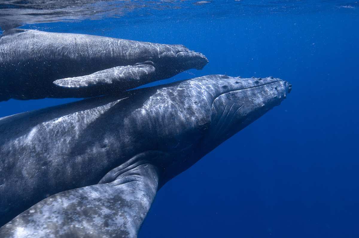 Imagen de una cría de ballena azul