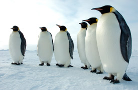 Imágenes de pingüinos emperadores