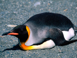Imágenes de pingüinos rey