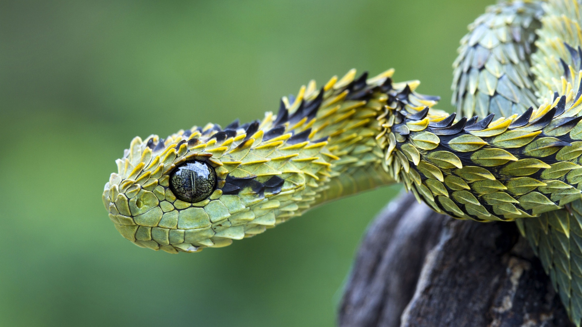  obrazy węży