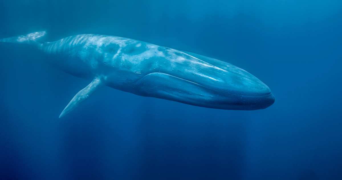 ballena azul en el fondo