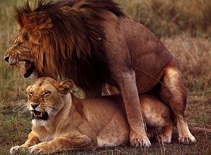 Reproducción de leones