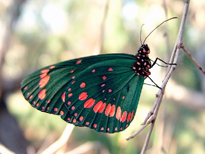 Importancia de las mariposas en la naturaleza