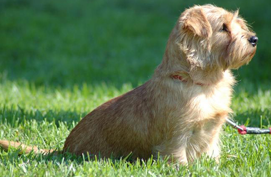 Perros Norfolk Terrier