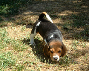 Perros raza Beagle