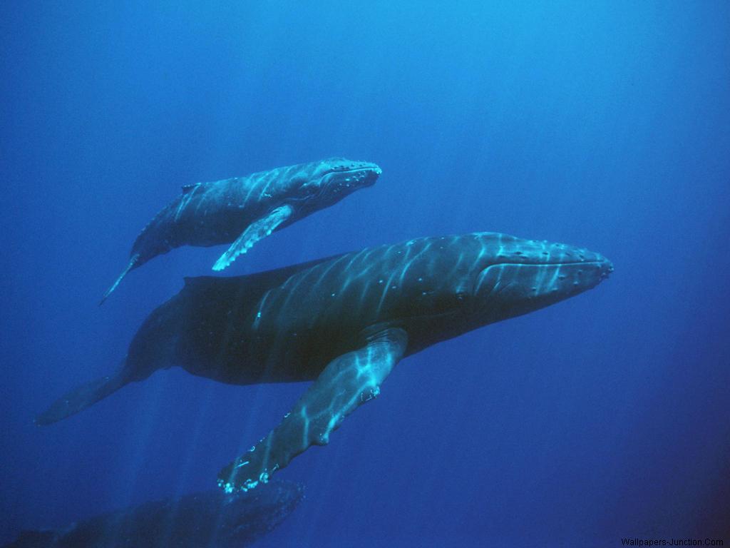 ballena azul y su bebé