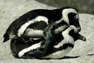 Reproducción de pingüinos magallanes