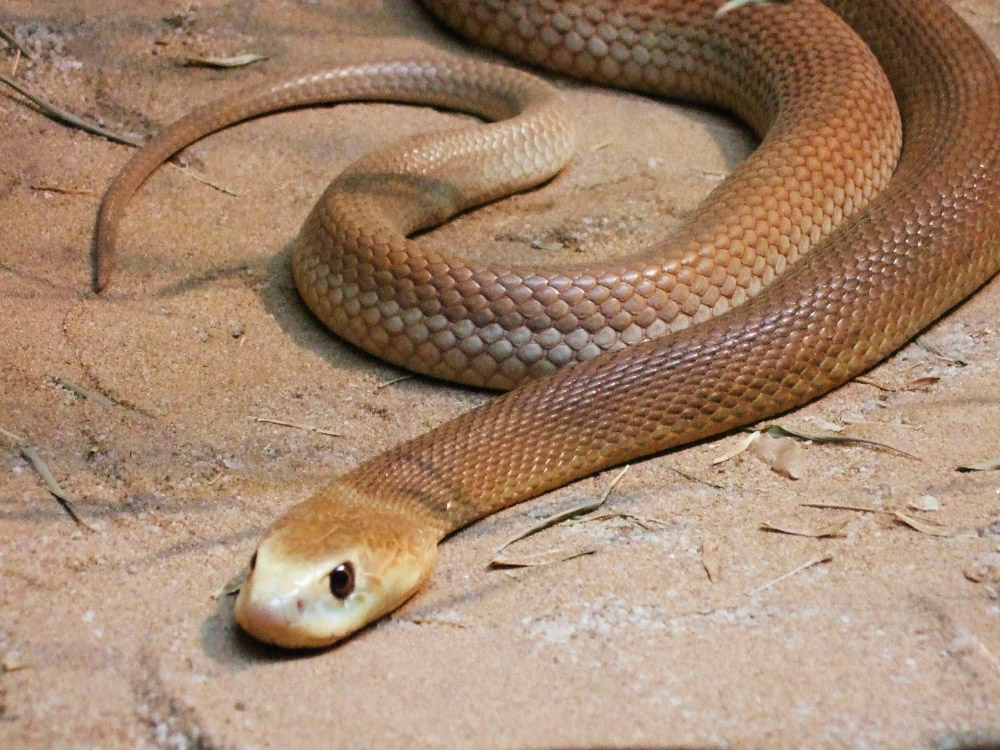 Imagen de la Serpiente Taipan costero