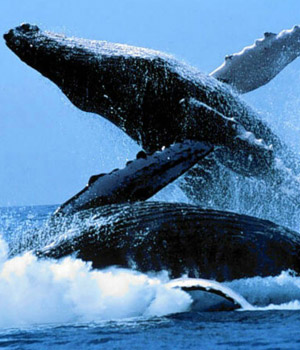 Taxonomía de las ballenas