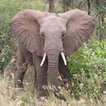 Taxonomía de los elefantes