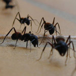 Taxonomía de las hormigas