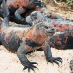 Taxonomía de las iguanas