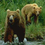 Taxonomía de los osos