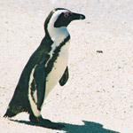 Taxonomía de los pingüinos