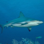 Taxonomía de los tiburones