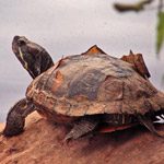 Taxonomía de las tortugas