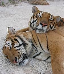 Tigres descansando