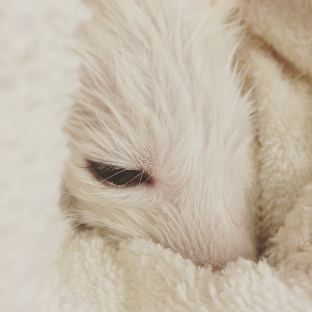 Adorable zorro blanco es la nueva estrella de Internet (10)