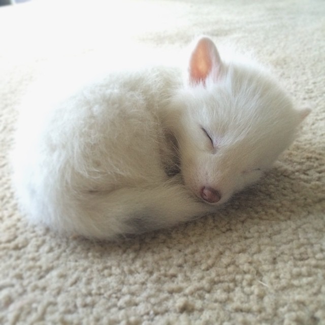 Adorable zorro blanco es la nueva estrella de Internet (13)
