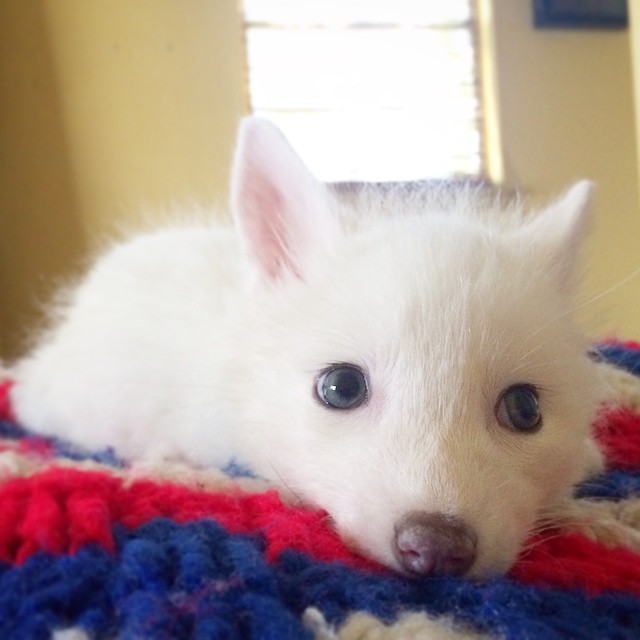 Adorable zorro blanco es la nueva estrella de Internet (2)