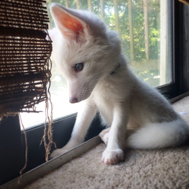 Adorable zorro blanco es la nueva estrella de Internet (4)