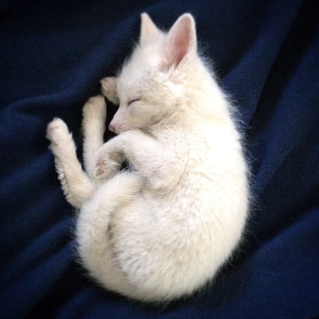 Adorable zorro blanco es la nueva estrella de Internet (5)