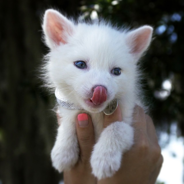 Adorable zorro blanco es la nueva estrella de Internet (6)